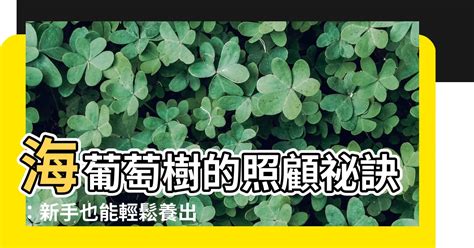 海葡萄樹日照|如何輕鬆掌握海葡萄樹照顧的秘訣 – 植物盆栽綠寶典